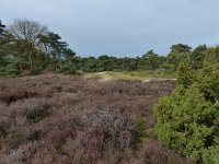 NL, Overijssel, Ommen, Beerze 2, Saxifraga-Mark Zekhuis